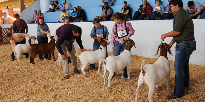 2016 Livestock Show - Exhibitor Information | State Fair of Texas