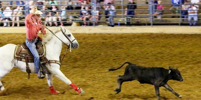 15_livestock_horse_feature