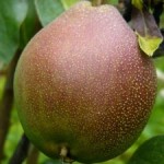 Dabney Pear