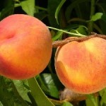 Loring Peach