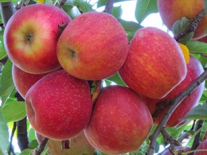 If properly watered, the Gala variety of apple produces well in north Texas.