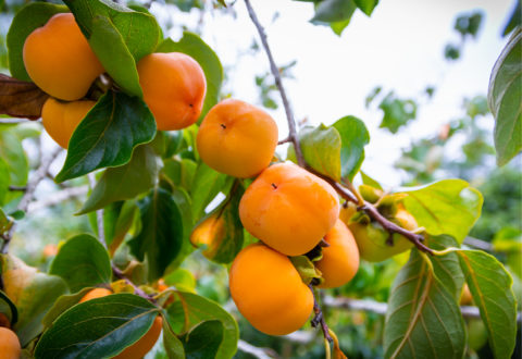 Starting your own backyard orchard | State Fair of Texas