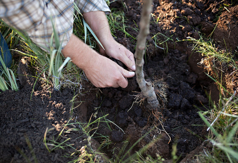 Starting your own backyard orchard | State Fair of Texas