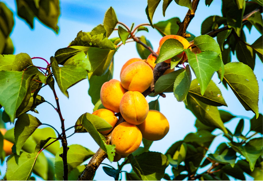 Starting Your Own Backyard Orchard - Part 2 | State Fair of Texas