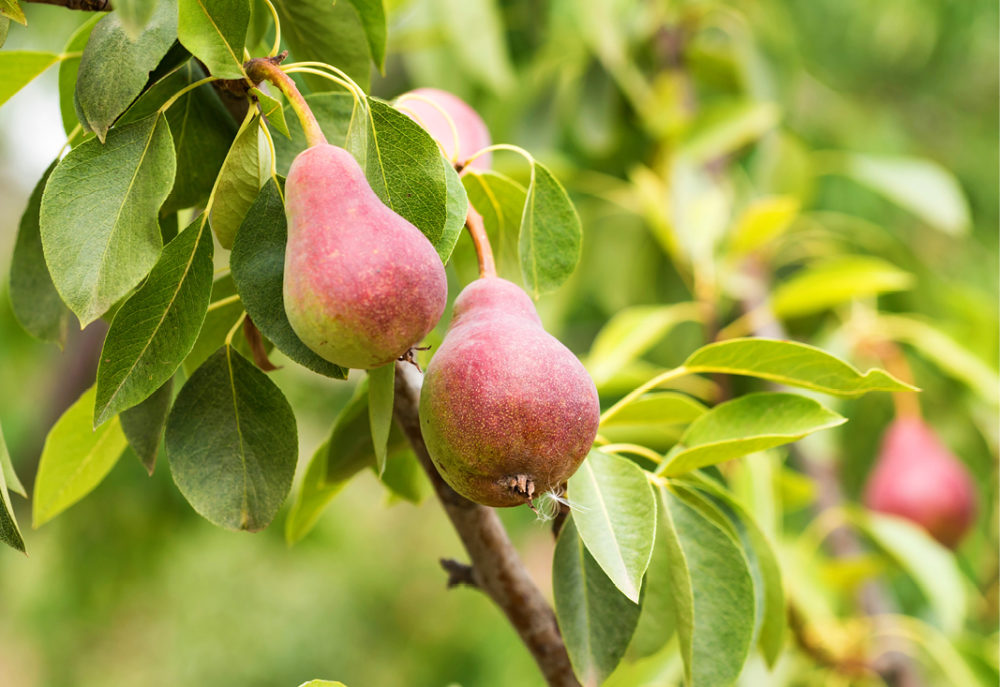 Starting Your Own Backyard Orchard - Part 2 | State Fair of Texas