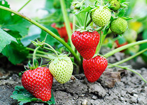 16_greenhouse_strawberries