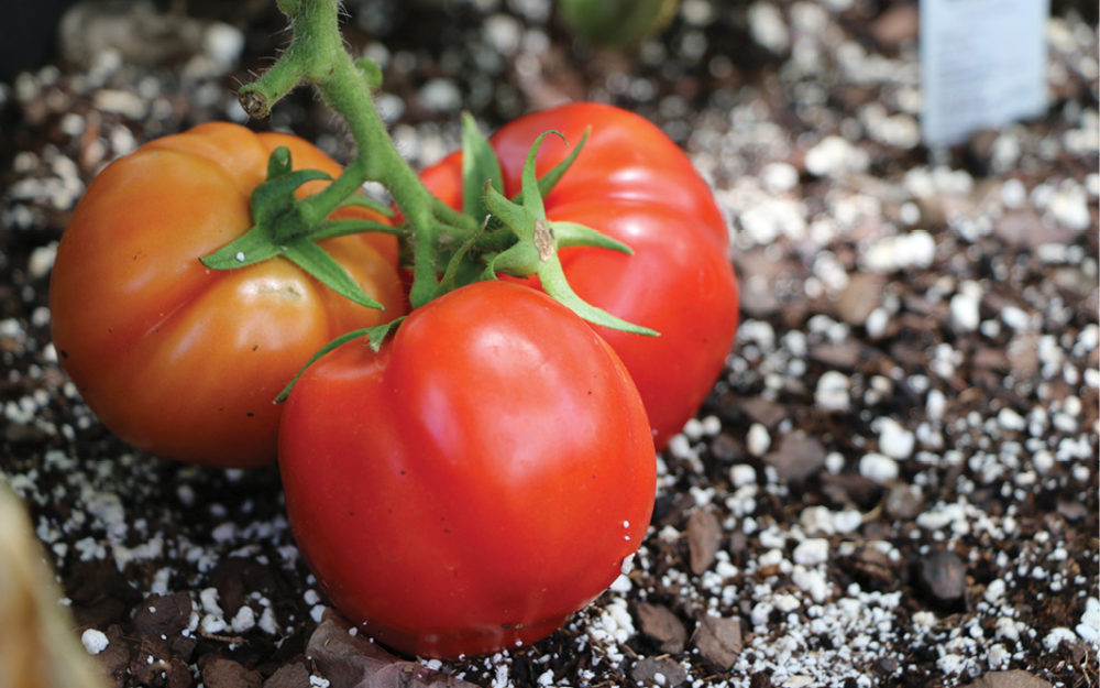 Growing Tomatoes in Texas State Fair of Texas