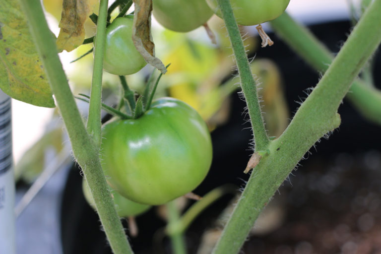 Growing Tomatoes in Texas State Fair of Texas