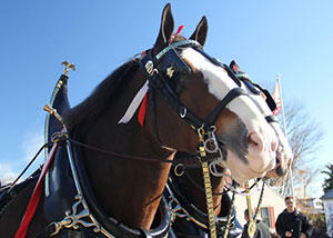 16_attraction_clydesdales1