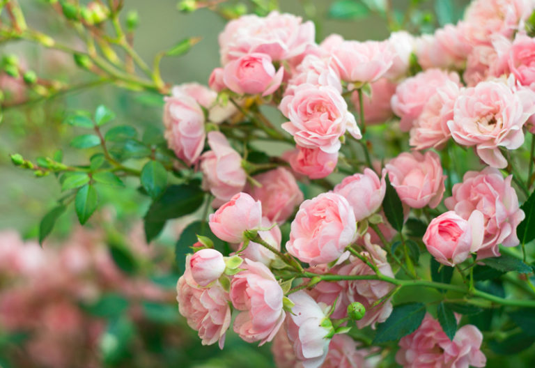 Growing Roses in Texas | State Fair of Texas