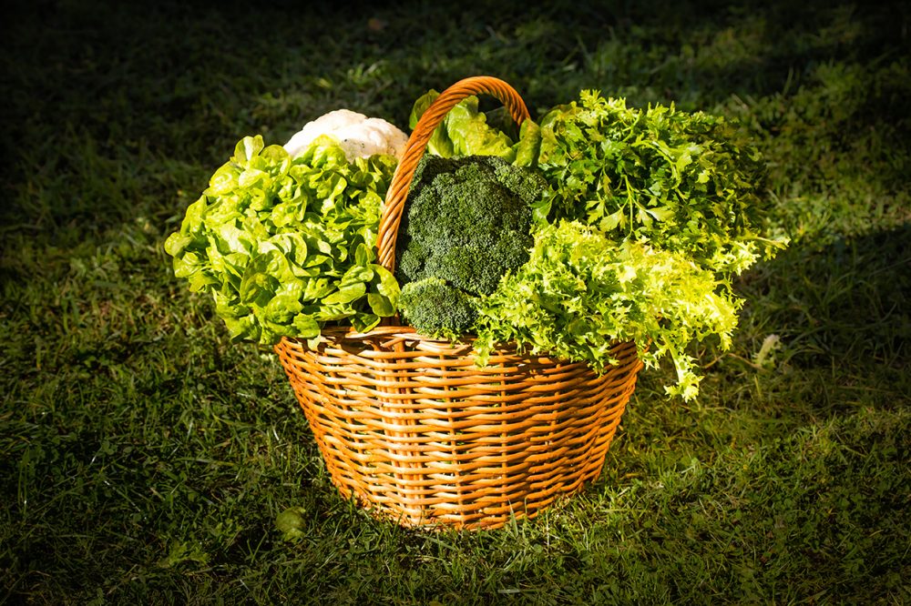 Fall/Winter Planting in Texas | State Fair of Texas