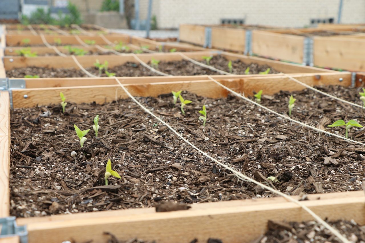 Fall/Winter Planting in Texas | State Fair of Texas