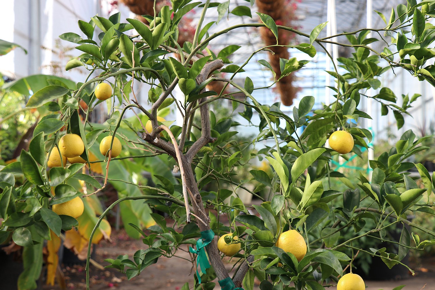 Urban Gardening with Drew Growing Citrus Trees in Texas State Fair