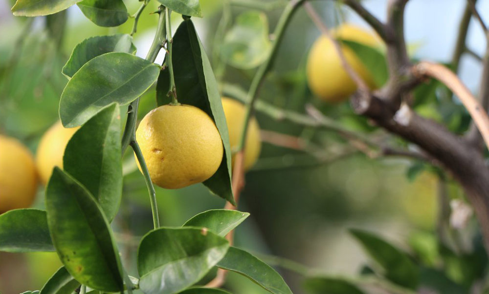 Urban Gardening with Drew Growing Citrus Trees in Texas State Fair