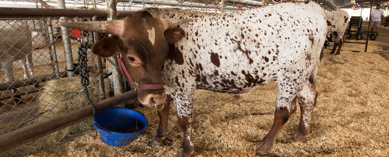 livestock-terminology-state-fair-of-texas