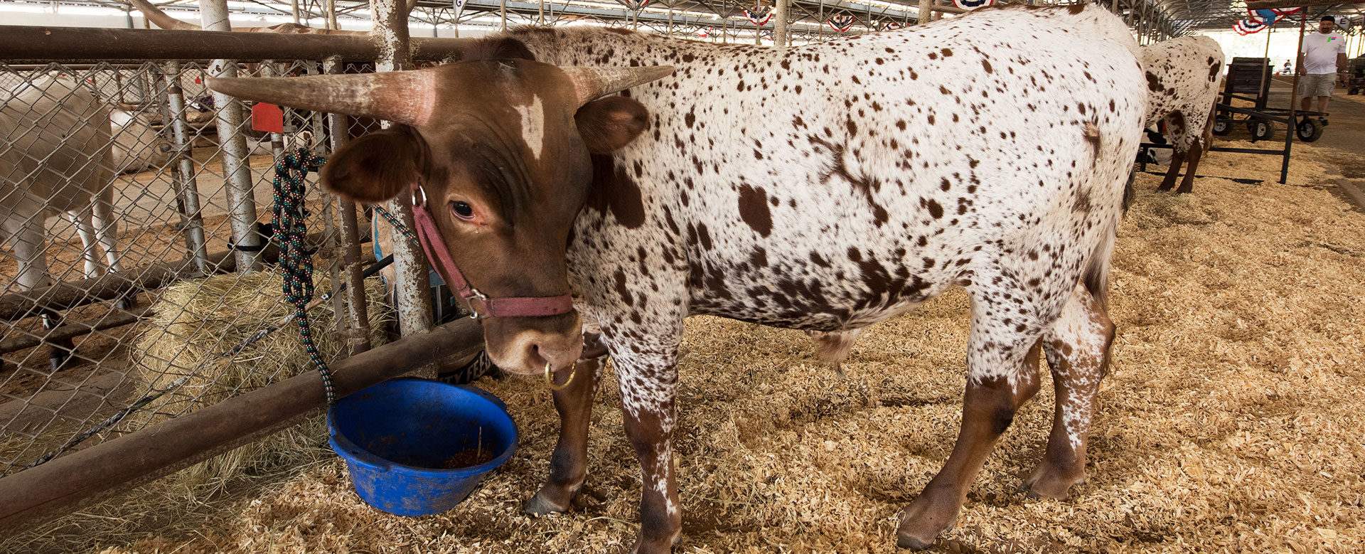 Livestock Terminology | State Fair of Texas