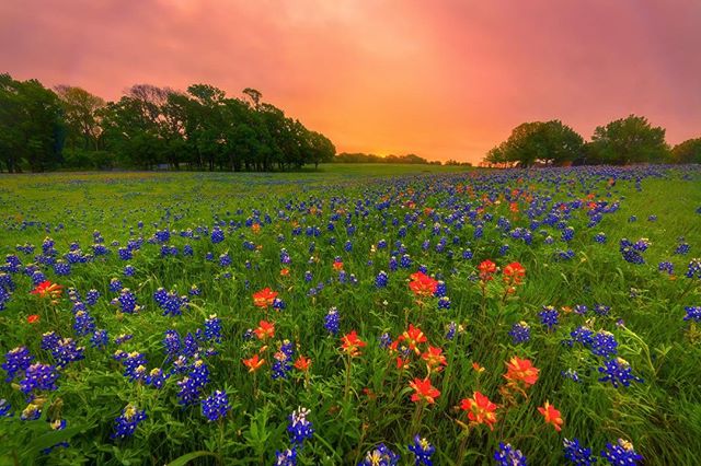 Anyone else a fan of wide open #Texas skies and wildflowers!? #BigTex #HowdyFolks #ProudTexan