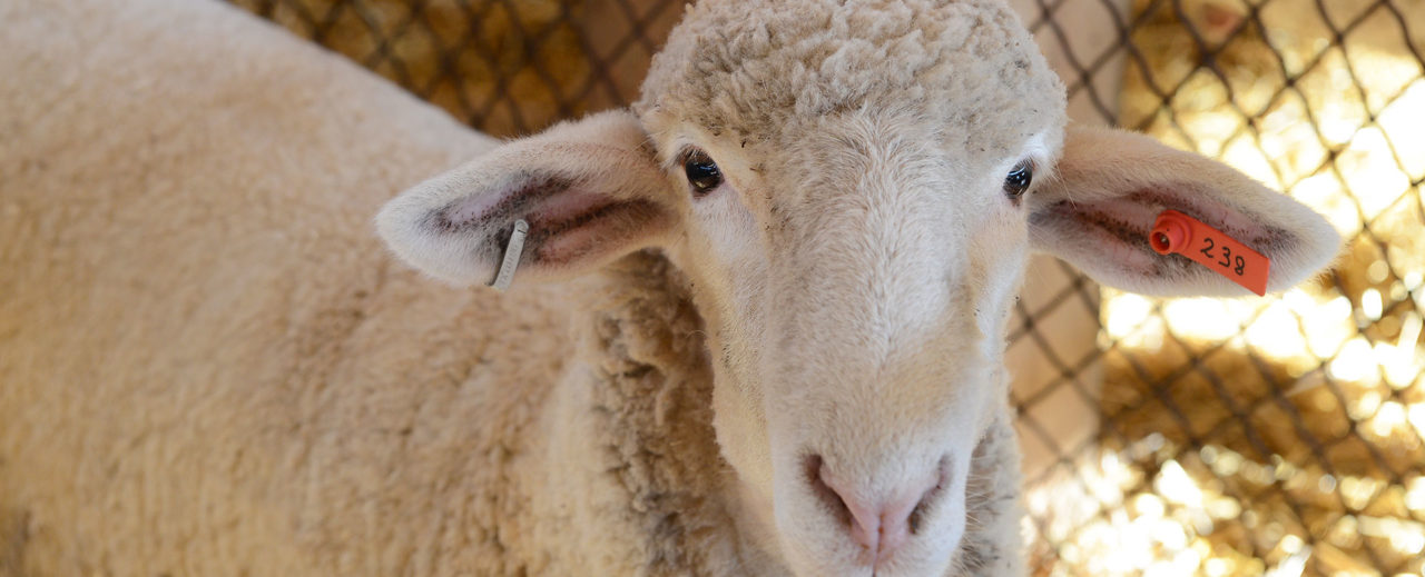 Livestock Terminology | State Fair of Texas