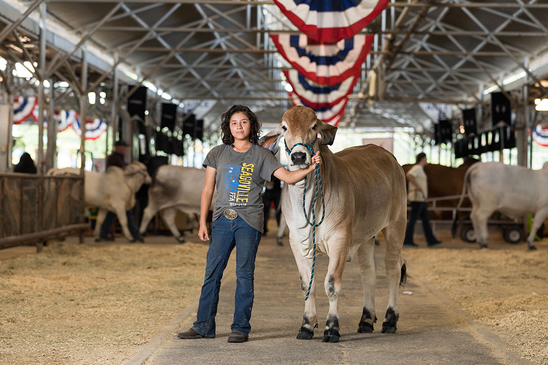 Livestock Exhibitors State Fair Of Texas