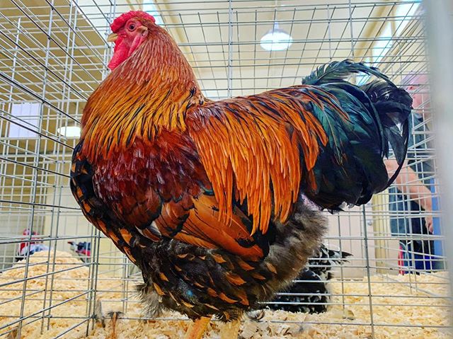 If you’re headed out to the fairgrounds today, be sure to walk through the poultry barn and check out these amazing breeds of birds. #BigTex