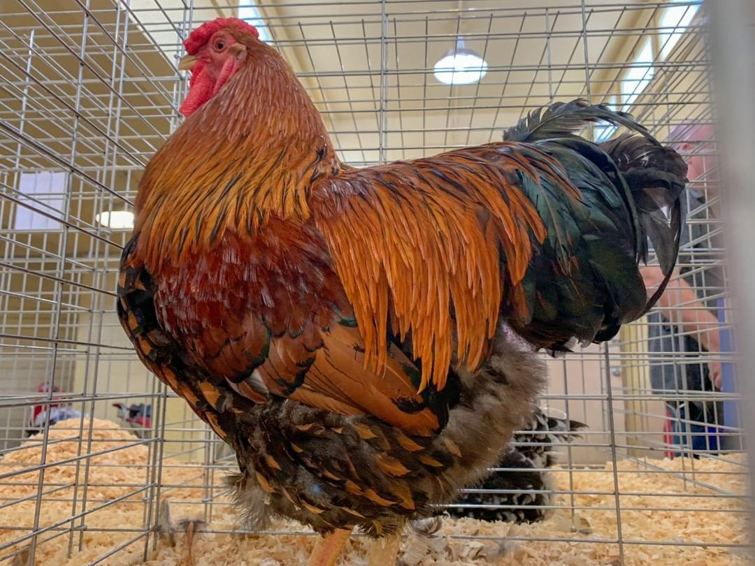 #TexasTuesday – Beautiful rooster from the 2018 Poultry Contest during the #StateFairofTX. #BigTex