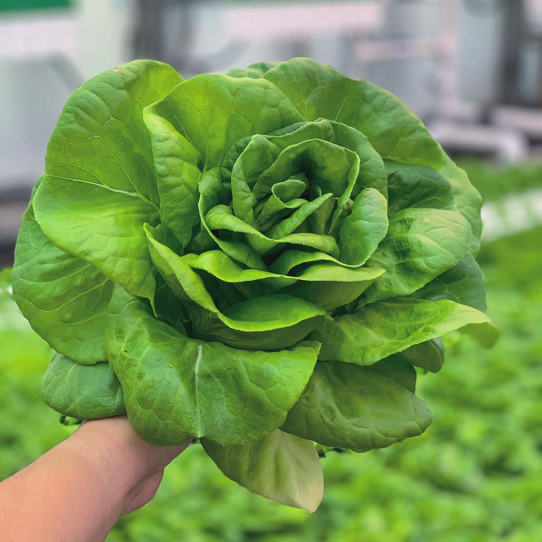 #Texas rose, @statefairoftx #BigTex Urban Farm style! The #BTUF crew is headed out to Juanita Craft Recreation Center & Faith Cumberland today for donations. Adding to our grand total of almost 6,000 heads of lettuce donated in 2019!! #HappyFriday #Lettuce #Farm #UrbanFarm #StateFairofTX