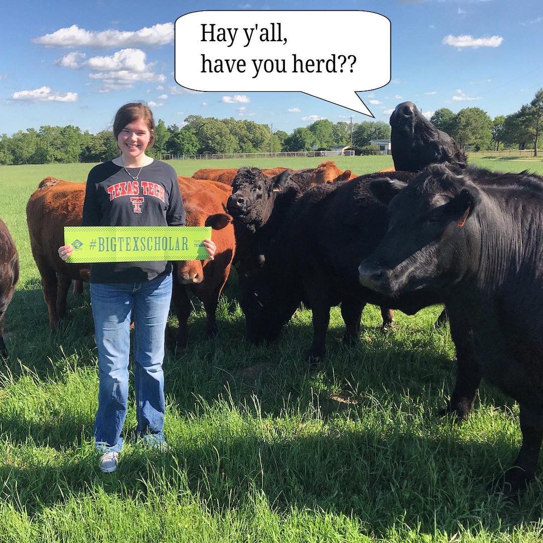 When our scholars get creative with their pics😂🐮🤠 Have you herd? #BigTexScholar #BigTex #FridayFun #Repost #Livestock #CreativeTexans