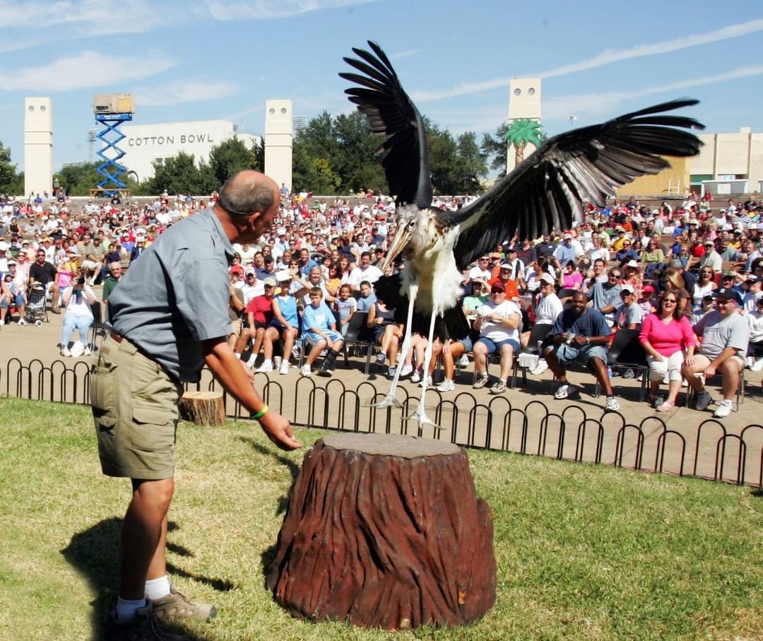 World of Birds Presents "Soar!" State Fair of Texas