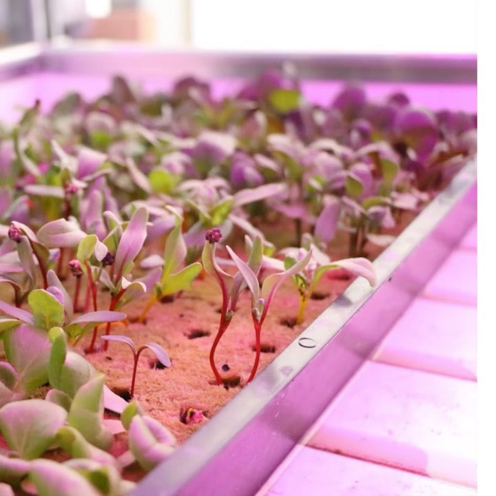 Growing microgreens at home – Super easy, grow fast, and high in nutrients! 🌱Check out Drew’s super easy step-by-step video on how you can start your microgreens at home. 🤠🏡 Not to mention it would be a fun project for kiddos at home to check up on growth daily! Link in bio for complete video! #Education #BigTex #Gardening #Microgreens
