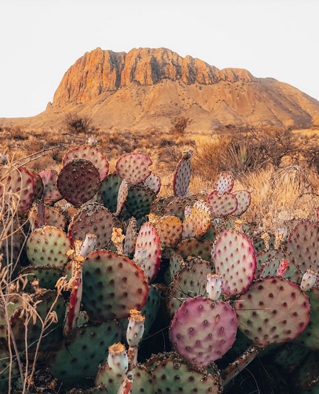 Did you know that the prickly pear cactus is both a fruit and a vegetable? Yes, you read that right! 🌵This lovely plant is Texas’ official state plant which makes it the perfect post for #TexasTuesday. #StateFairofTX #BigTex  #Repost 📷: @ bigbendchamber