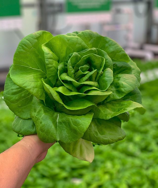Since January 1,  over 13,500 heads of lettuce have been harvested and donated! Now that’s a big (Texas-sized) salad! 😂👏🏽🌱🤠#BigTex #UrbanFarm update