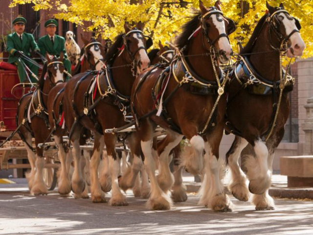 Clydesdales take the field on Opening Day 2023 