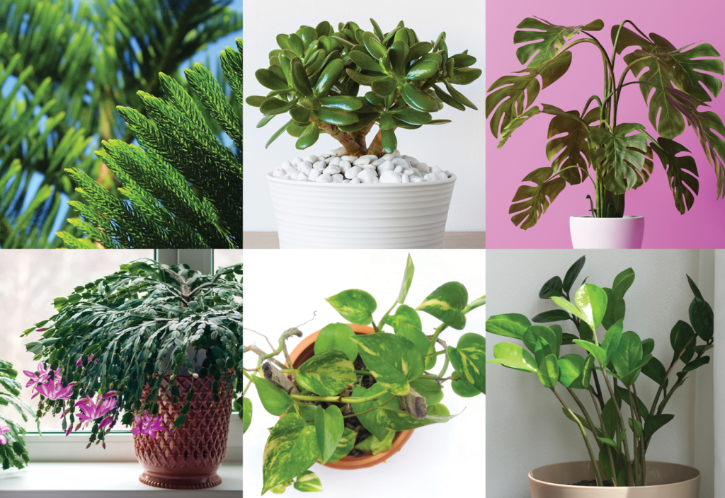 House Plants for the Holidays | State Fair of Texas